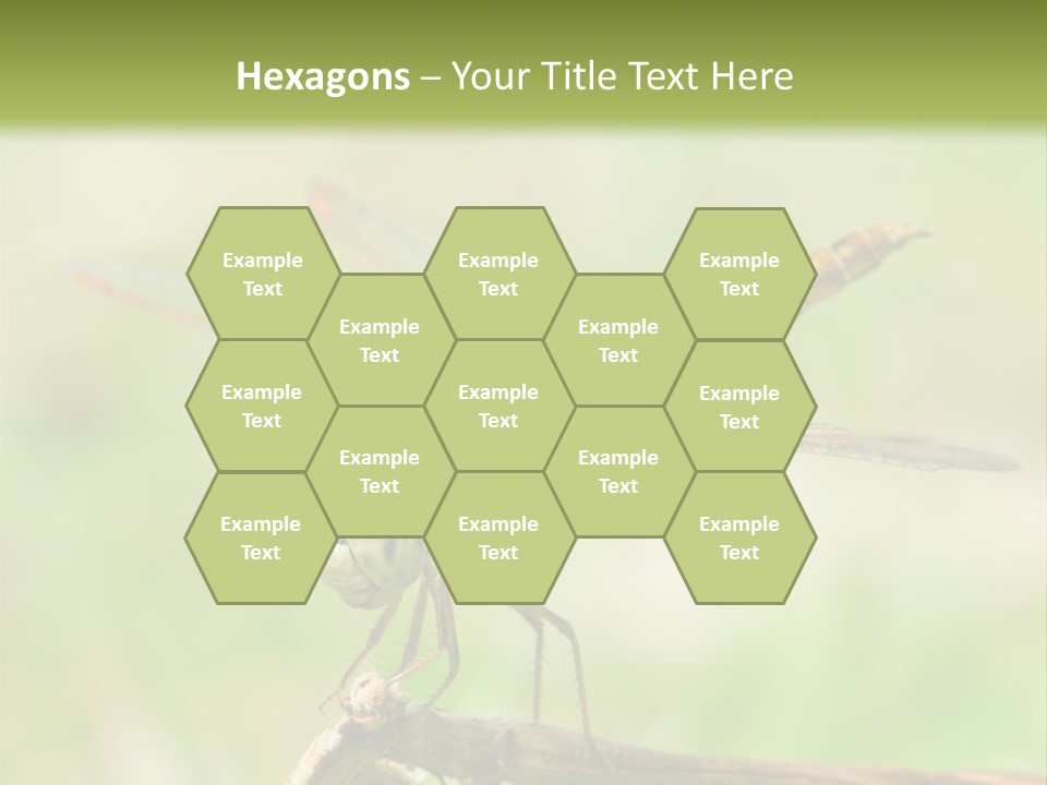 Brown Epiprocta Snaketail PowerPoint Template