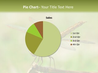 Brown Epiprocta Snaketail PowerPoint Template