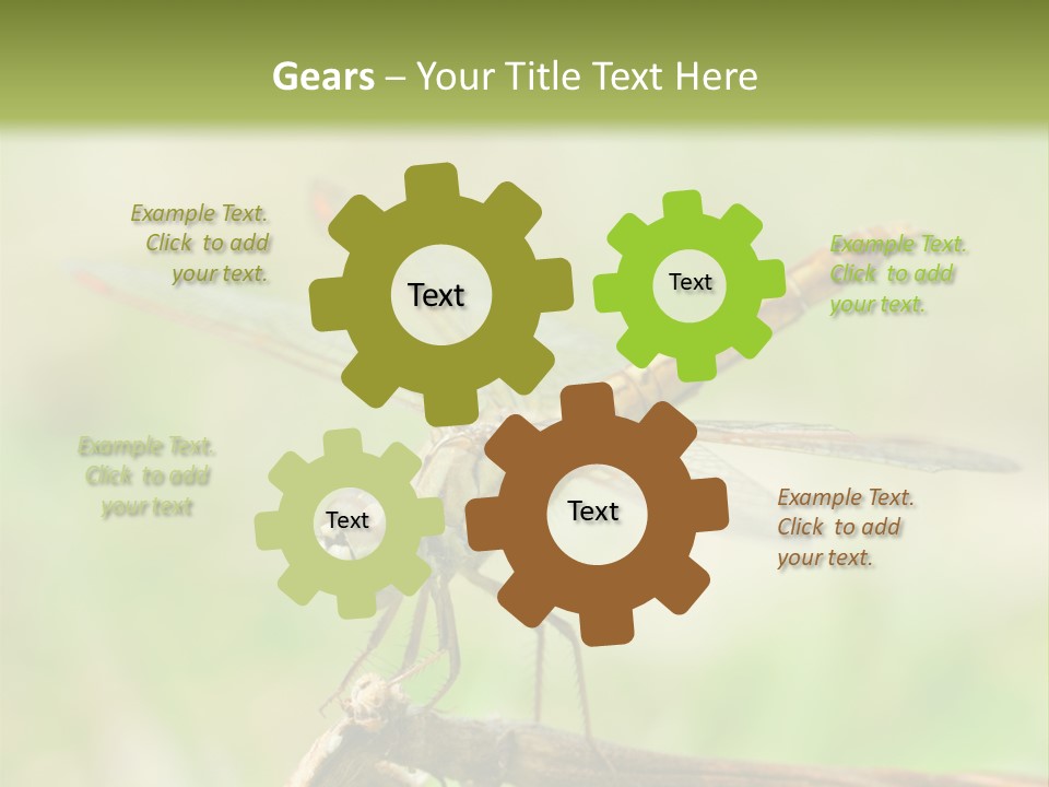 Brown Epiprocta Snaketail PowerPoint Template