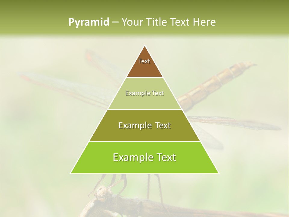 Brown Epiprocta Snaketail PowerPoint Template