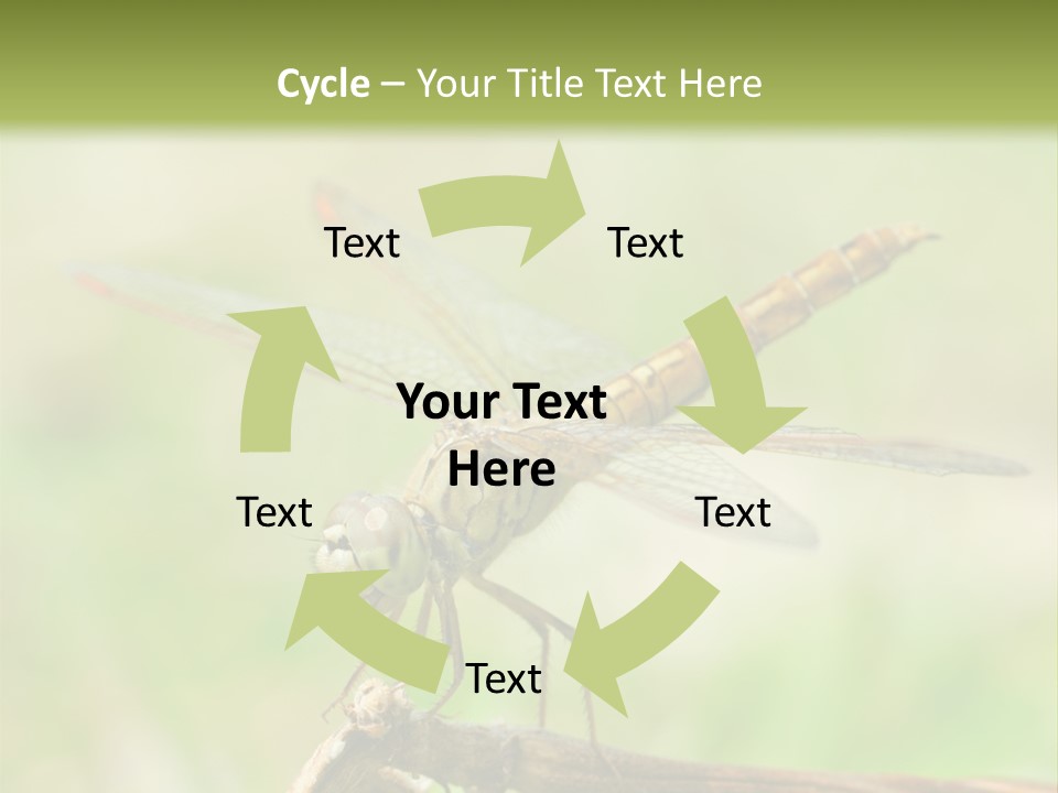 Brown Epiprocta Snaketail PowerPoint Template