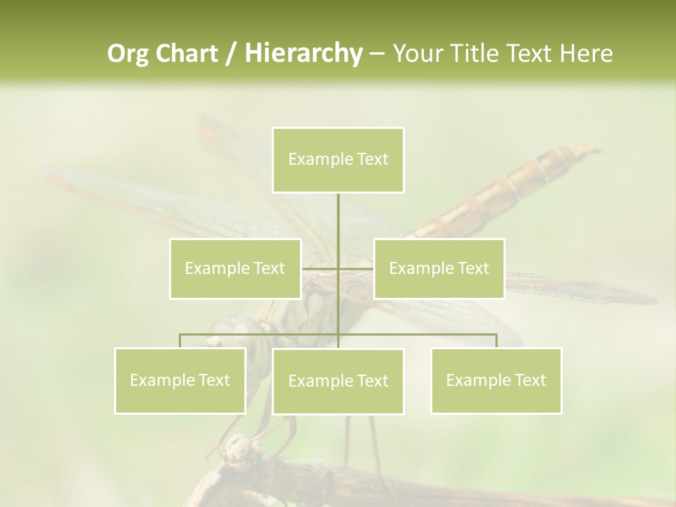 Brown Epiprocta Snaketail PowerPoint Template
