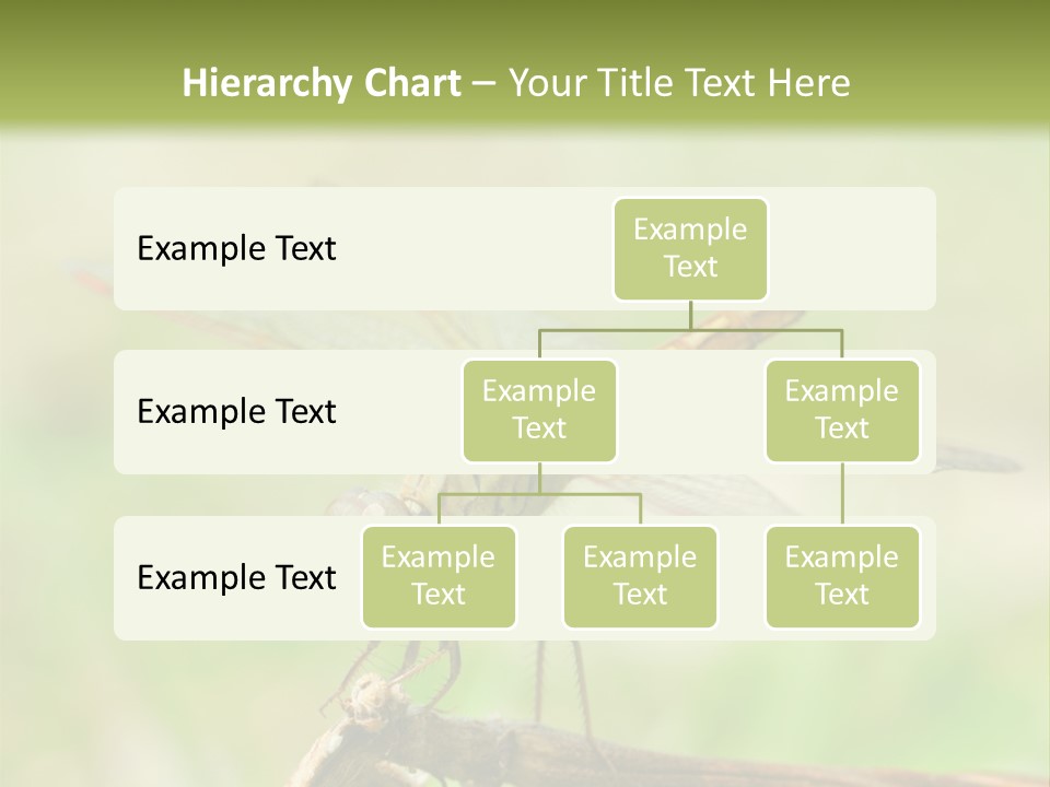 Brown Epiprocta Snaketail PowerPoint Template