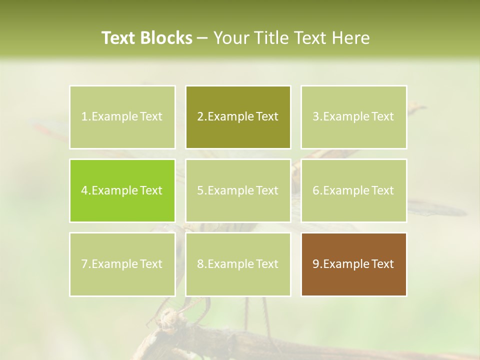 Brown Epiprocta Snaketail PowerPoint Template