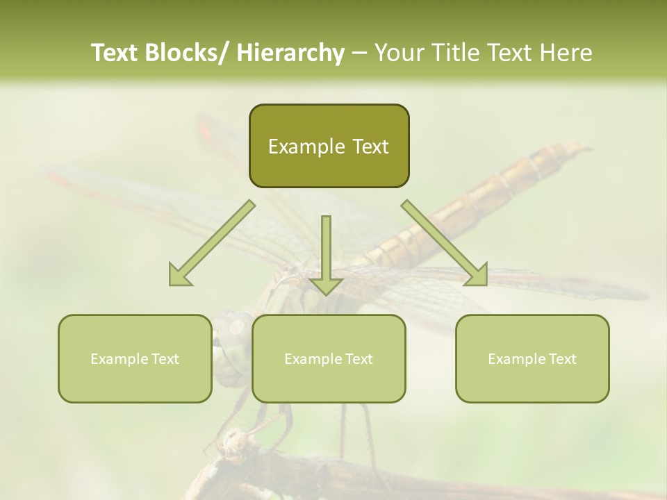 Brown Epiprocta Snaketail PowerPoint Template