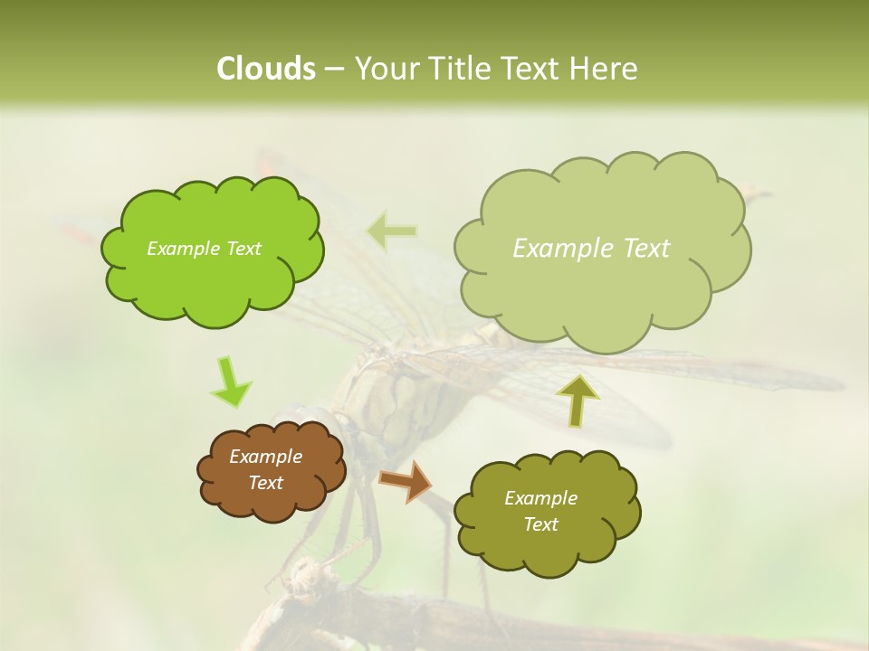 Brown Epiprocta Snaketail PowerPoint Template