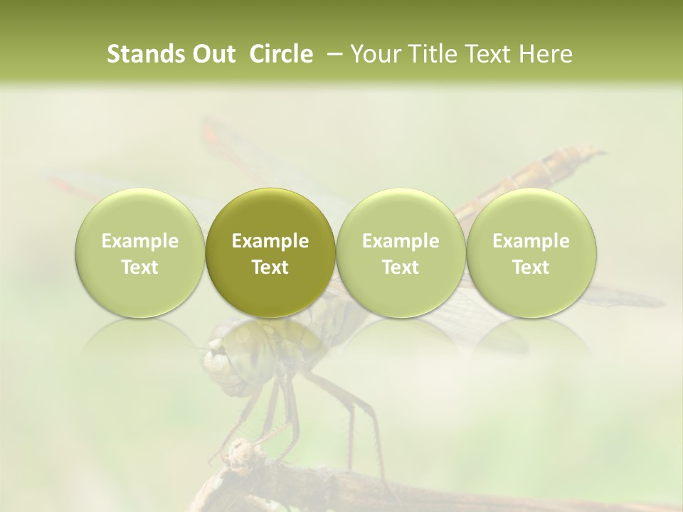 Brown Epiprocta Snaketail PowerPoint Template