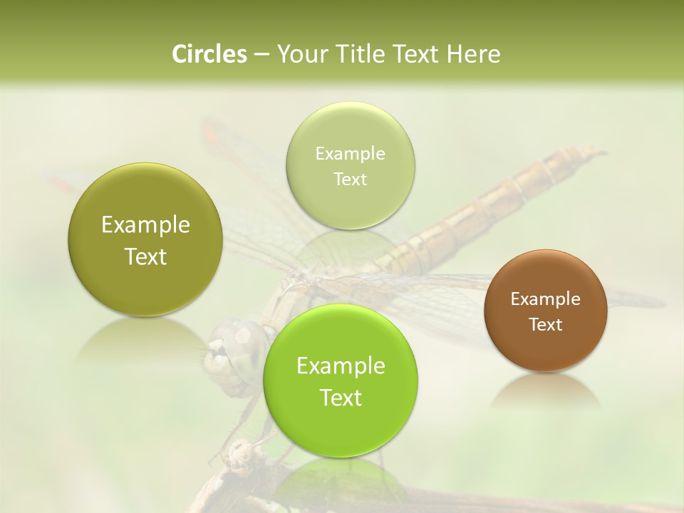 Brown Epiprocta Snaketail PowerPoint Template