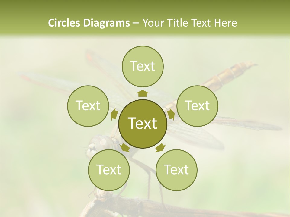 Brown Epiprocta Snaketail PowerPoint Template