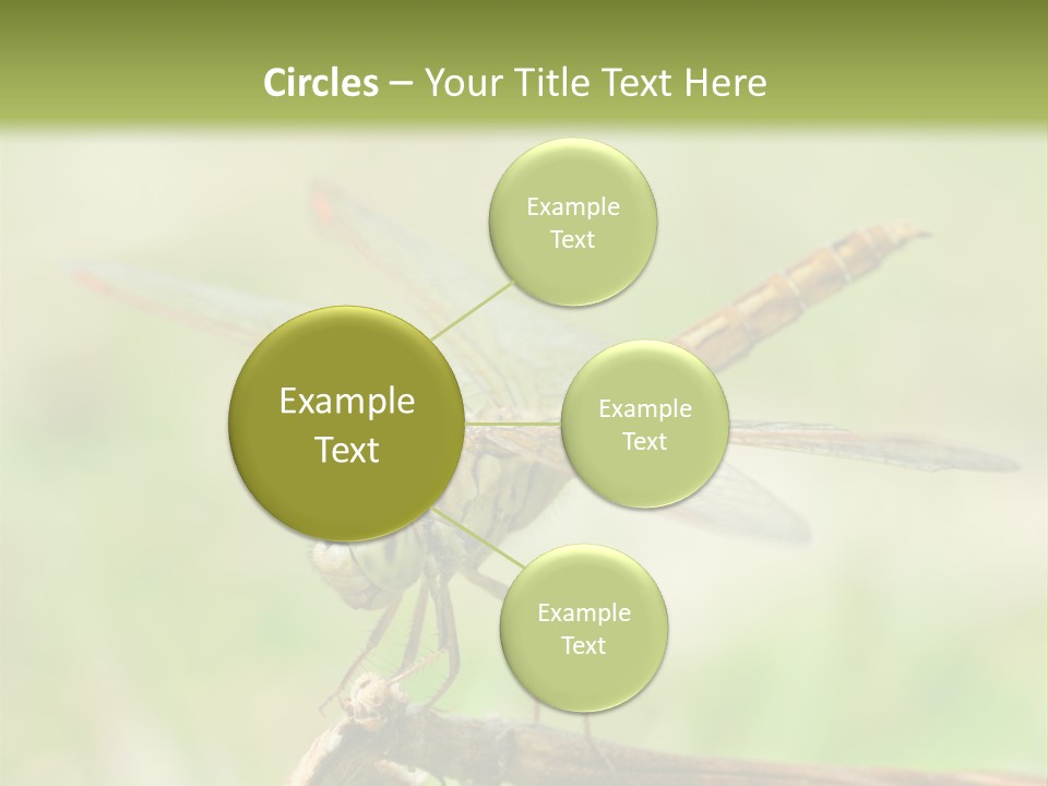 Brown Epiprocta Snaketail PowerPoint Template
