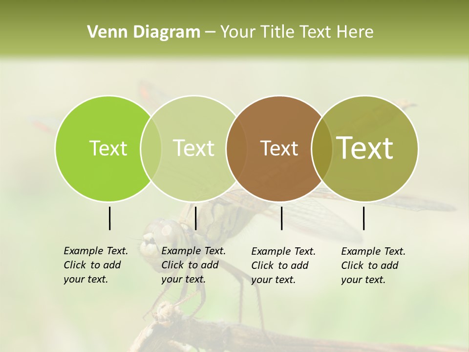 Brown Epiprocta Snaketail PowerPoint Template