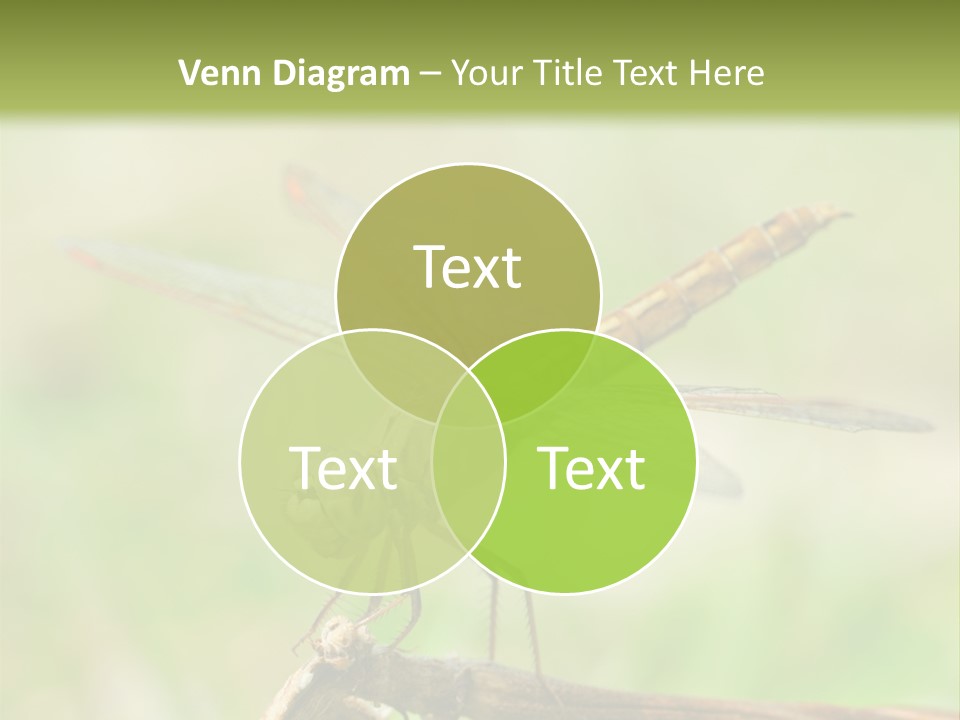 Brown Epiprocta Snaketail PowerPoint Template