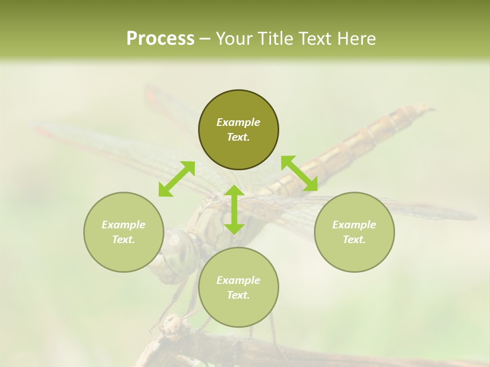 Brown Epiprocta Snaketail PowerPoint Template