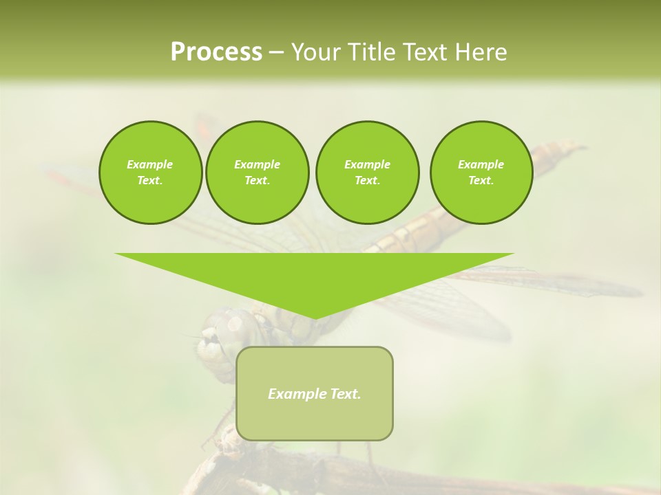 Brown Epiprocta Snaketail PowerPoint Template