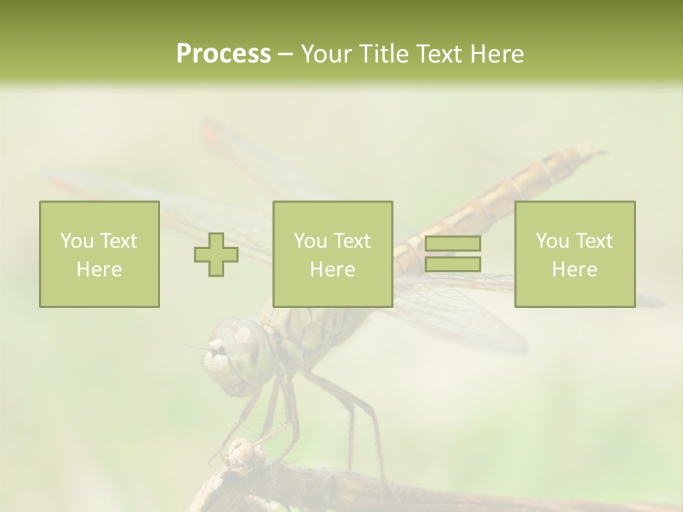 Brown Epiprocta Snaketail PowerPoint Template