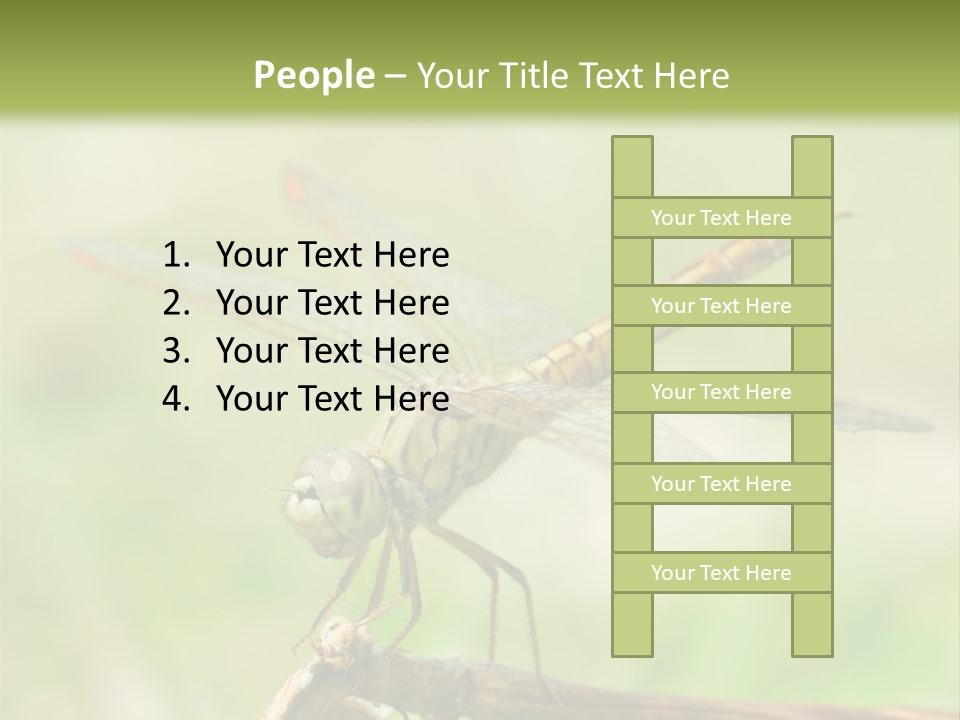 Brown Epiprocta Snaketail PowerPoint Template