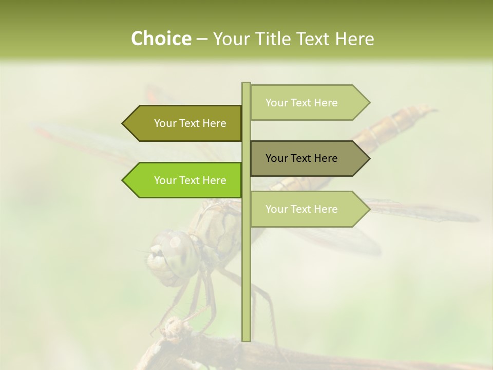 Brown Epiprocta Snaketail PowerPoint Template