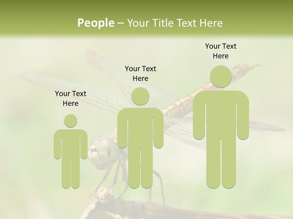 Brown Epiprocta Snaketail PowerPoint Template