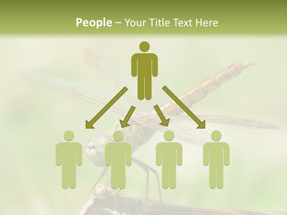 Brown Epiprocta Snaketail PowerPoint Template