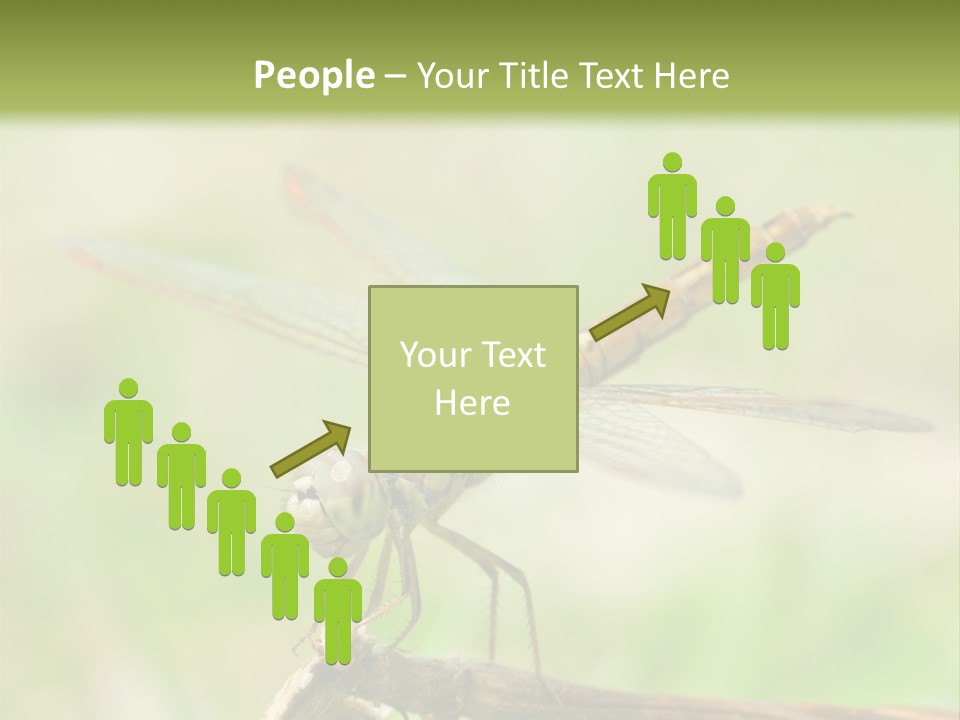 Brown Epiprocta Snaketail PowerPoint Template