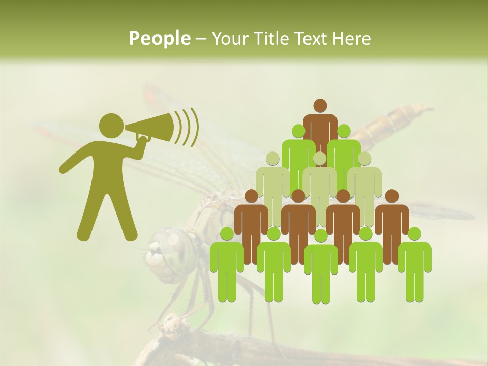 Brown Epiprocta Snaketail PowerPoint Template