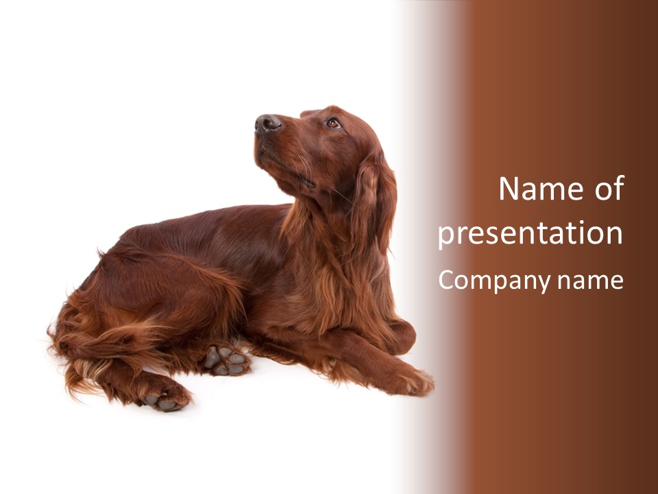 Setter Dog Isolated PowerPoint Template