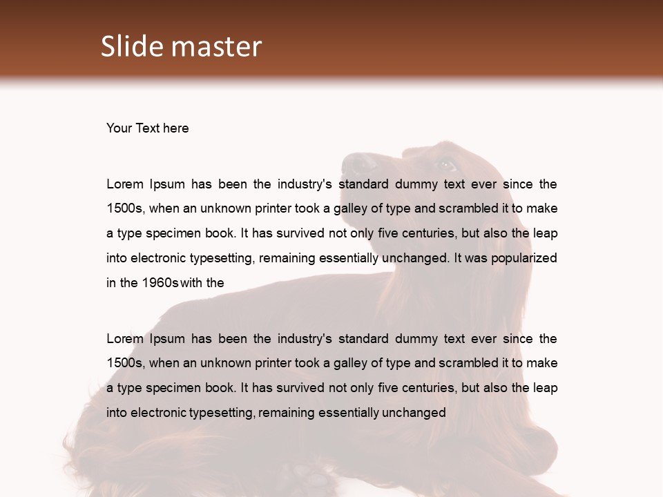 Setter Dog Isolated PowerPoint Template