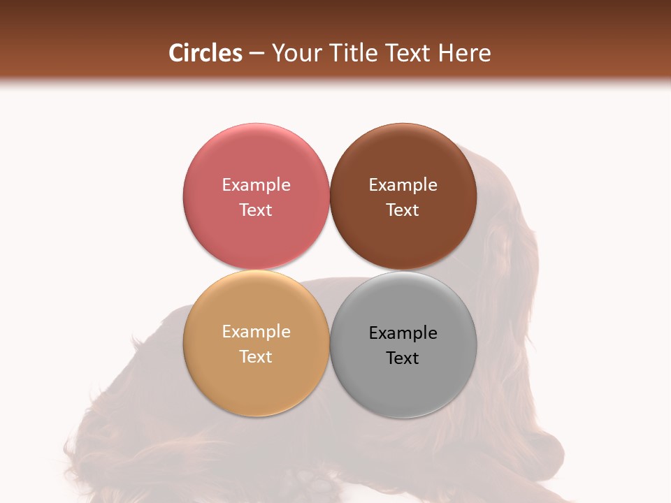Setter Dog Isolated PowerPoint Template