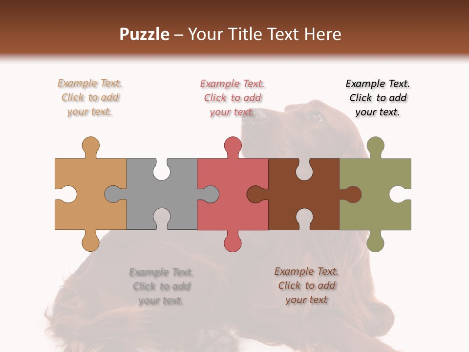 Setter Dog Isolated PowerPoint Template