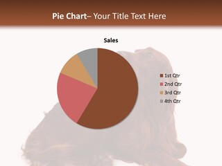 Setter Dog Isolated PowerPoint Template