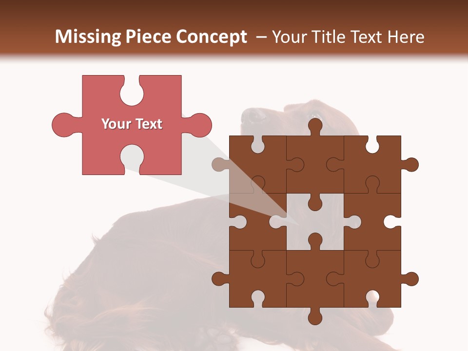 Setter Dog Isolated PowerPoint Template