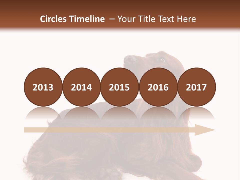 Setter Dog Isolated PowerPoint Template