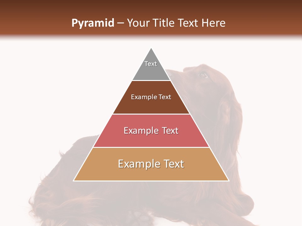 Setter Dog Isolated PowerPoint Template