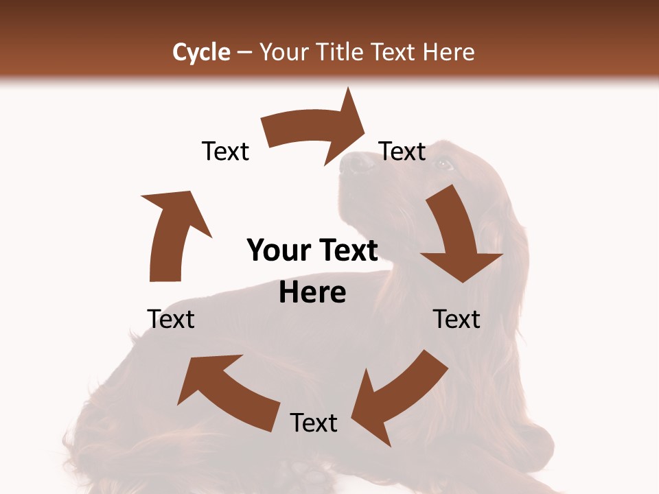 Setter Dog Isolated PowerPoint Template