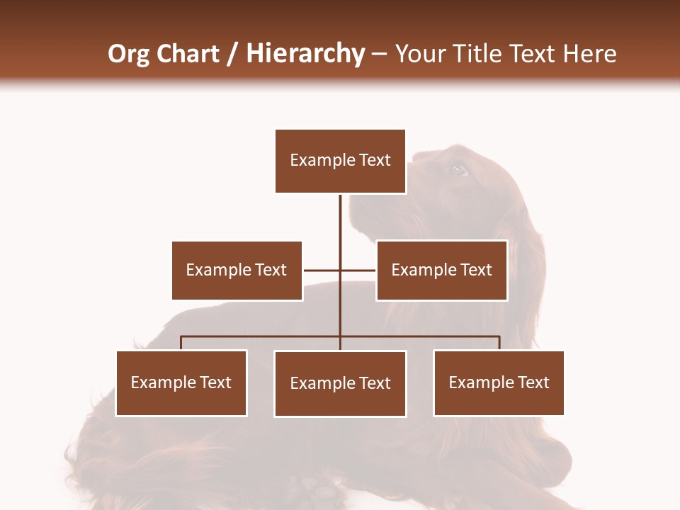 Setter Dog Isolated PowerPoint Template