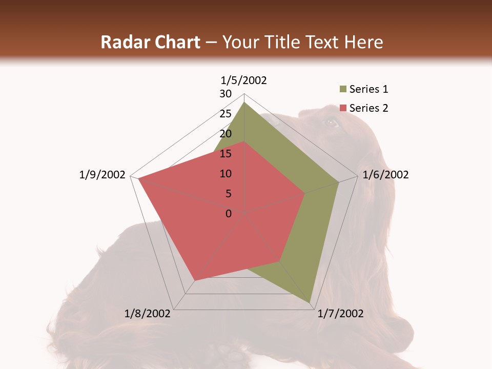 Setter Dog Isolated PowerPoint Template