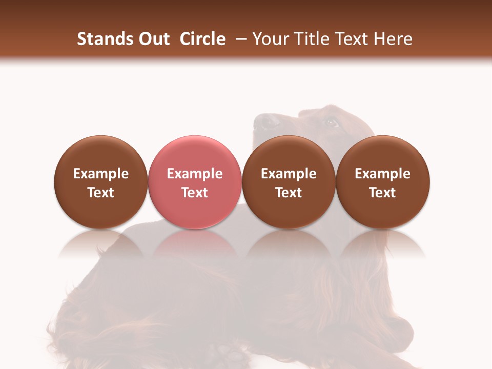 Setter Dog Isolated PowerPoint Template