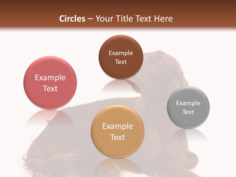 Setter Dog Isolated PowerPoint Template