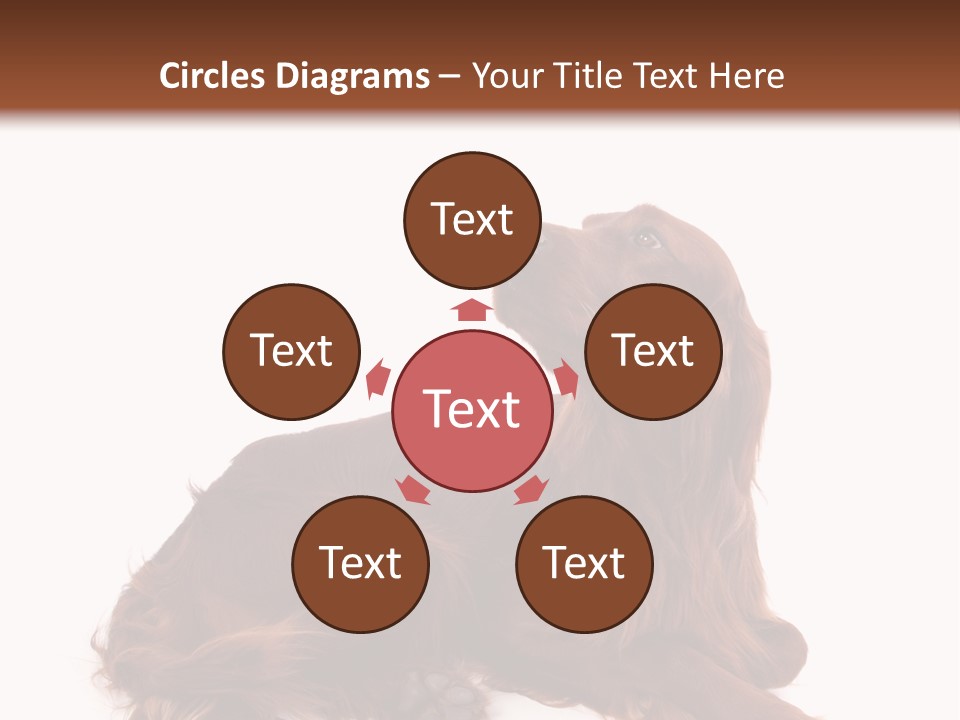 Setter Dog Isolated PowerPoint Template