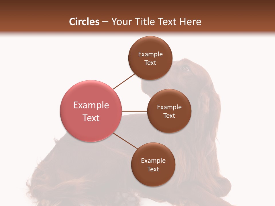 Setter Dog Isolated PowerPoint Template