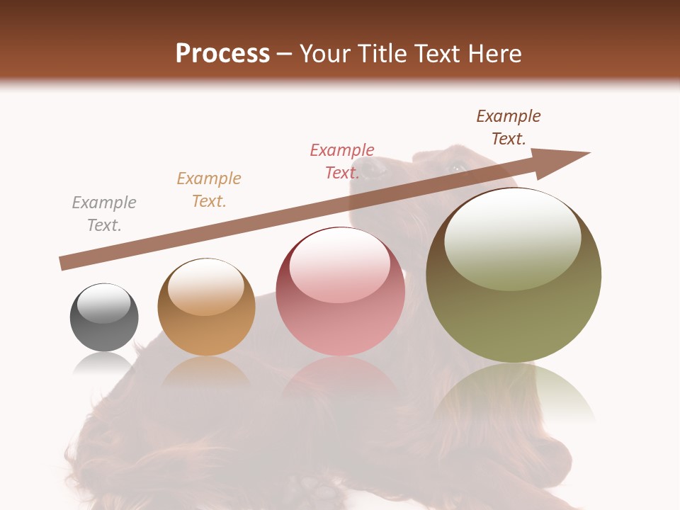 Setter Dog Isolated PowerPoint Template