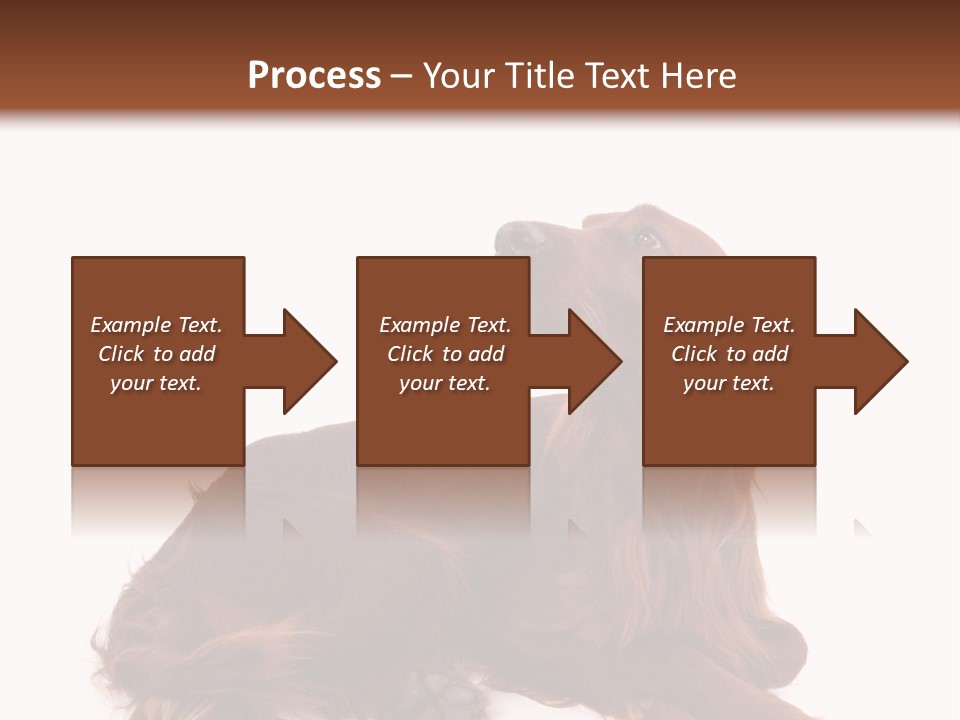 Setter Dog Isolated PowerPoint Template