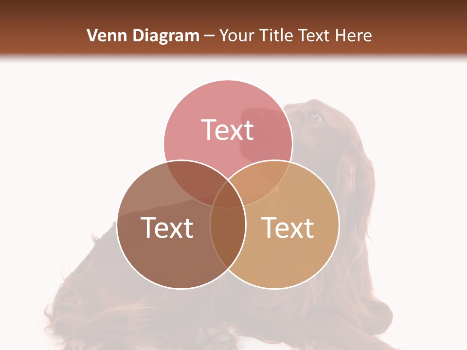 Setter Dog Isolated PowerPoint Template