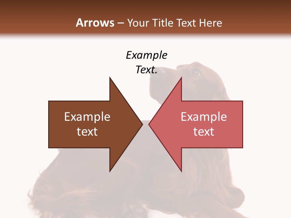 Setter Dog Isolated PowerPoint Template