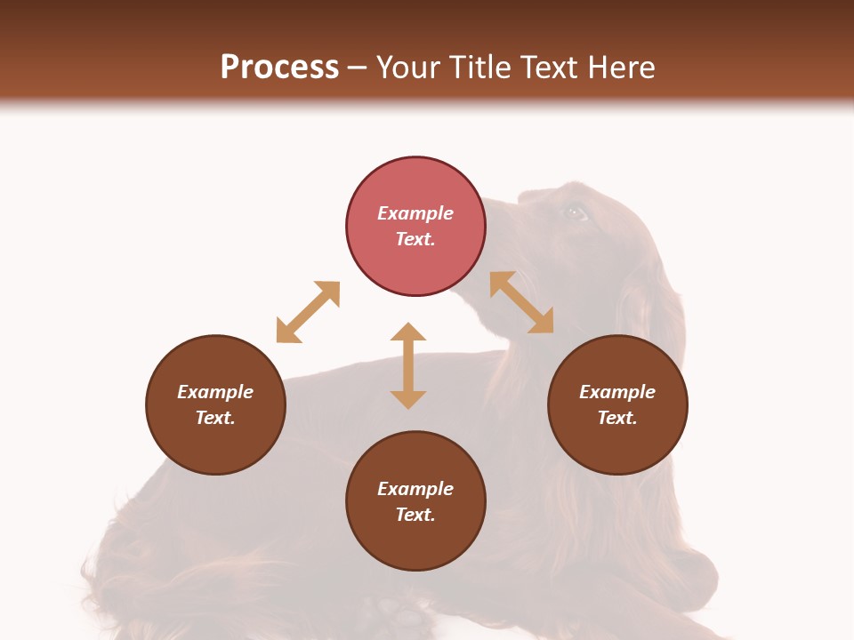 Setter Dog Isolated PowerPoint Template