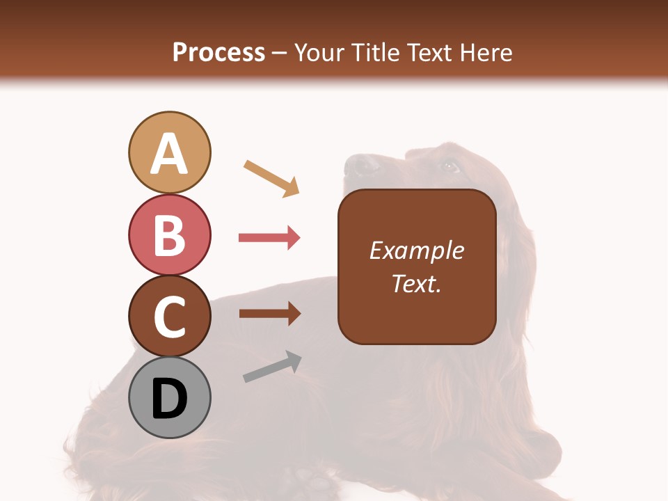 Setter Dog Isolated PowerPoint Template