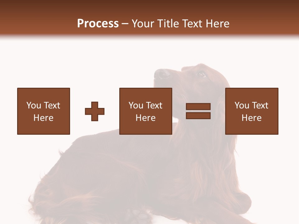 Setter Dog Isolated PowerPoint Template