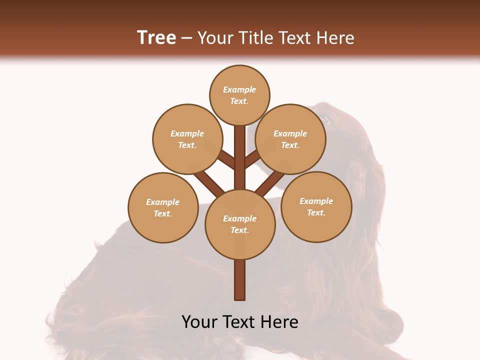 Setter Dog Isolated PowerPoint Template