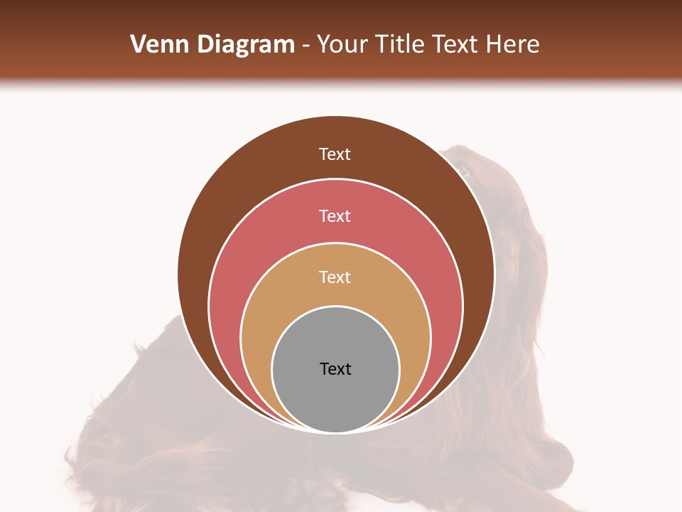 Setter Dog Isolated PowerPoint Template