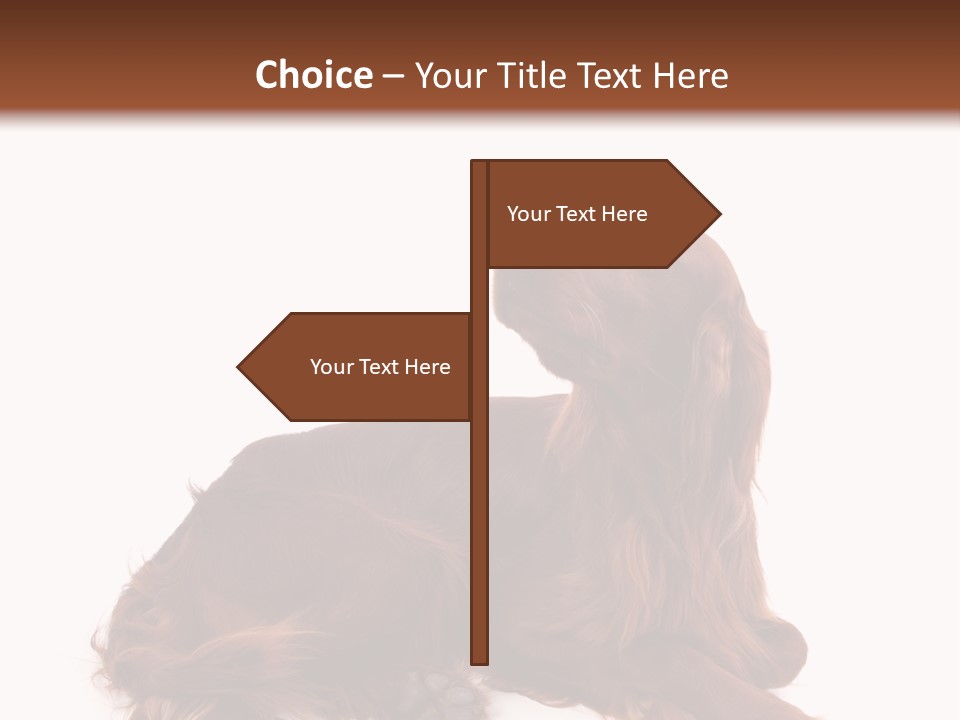 Setter Dog Isolated PowerPoint Template